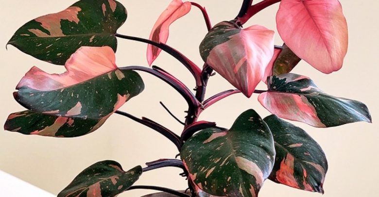 como plantar filodendro de princesa rosa