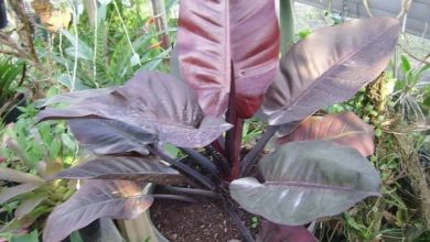 como plantar filodendro roxo
