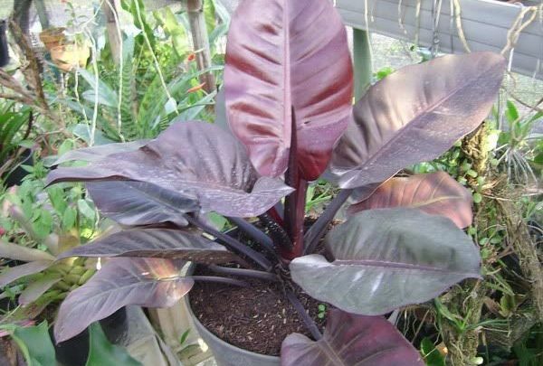 como plantar filodendro roxo