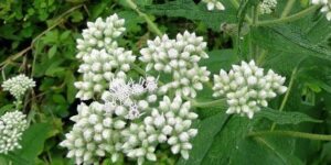 como plantar flor boneset