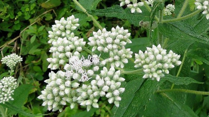 como plantar flor boneset