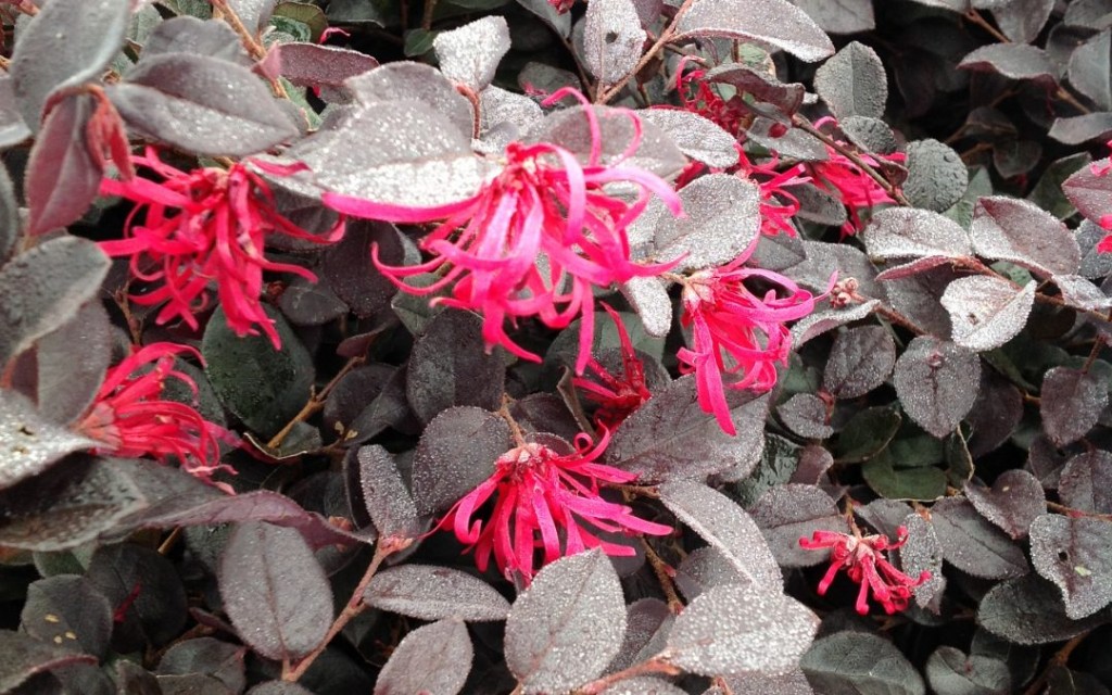 como plantar flor da franja chinesa