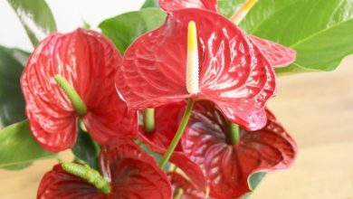 como plantar flor de flamingo