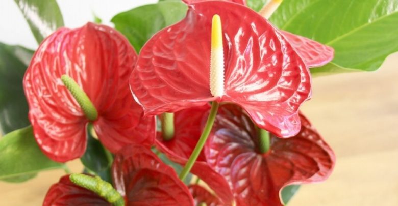 como plantar flor de flamingo