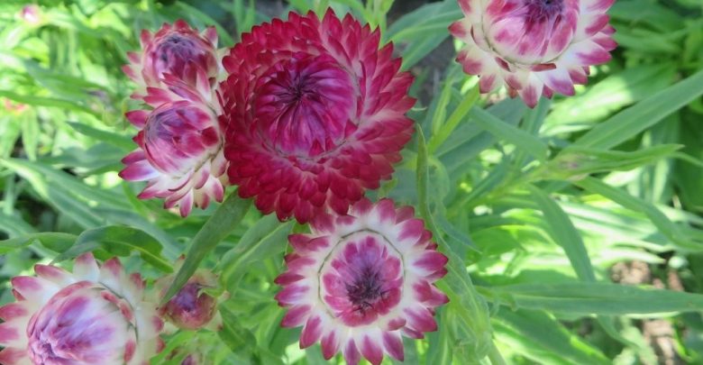 Como plantar flor de palha