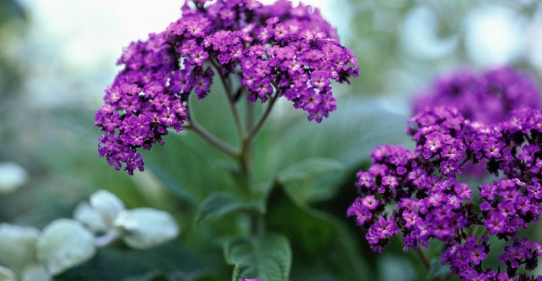 como plantar flor heliotropio