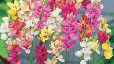 como plantar flor ixia