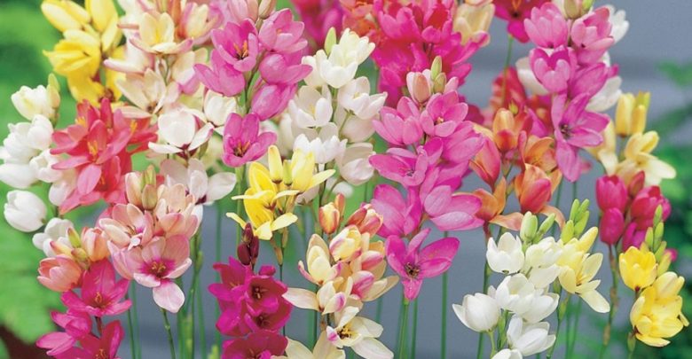 como plantar flor ixia