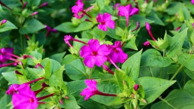 como plantar flor maravilha