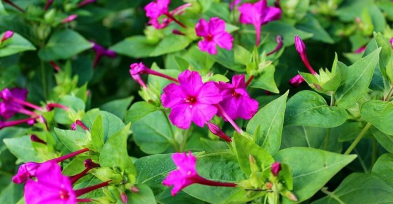 como plantar flor maravilha