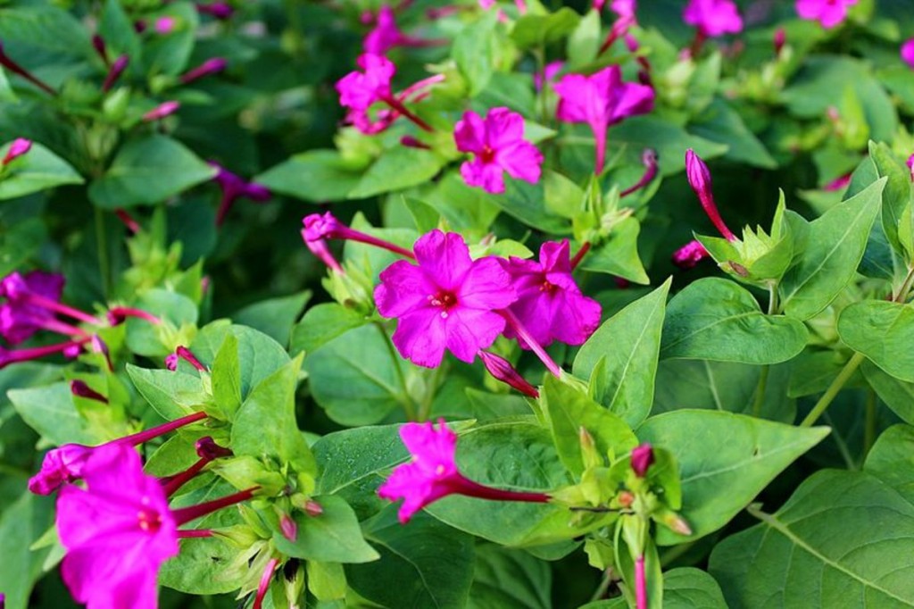 como plantar flor maravilha