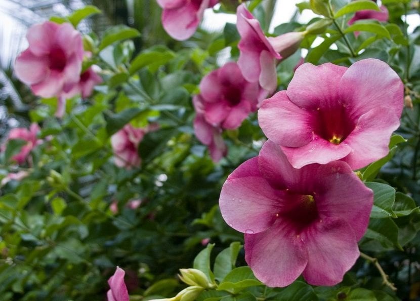 como plantar flores taça de vinho