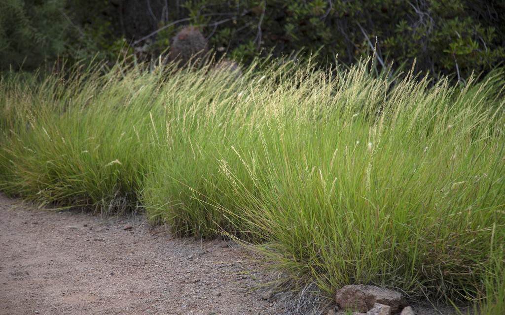 como plantar grama bluestem