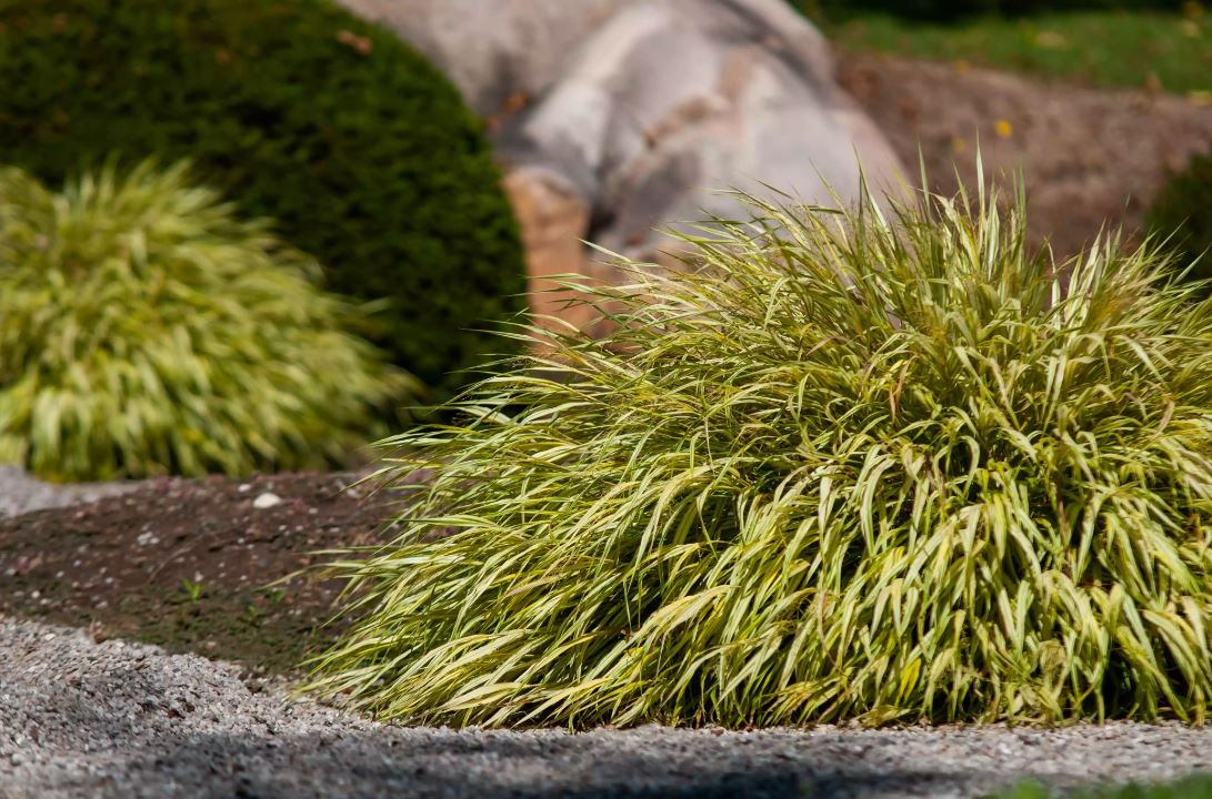 como plantar grama da floresta dourada