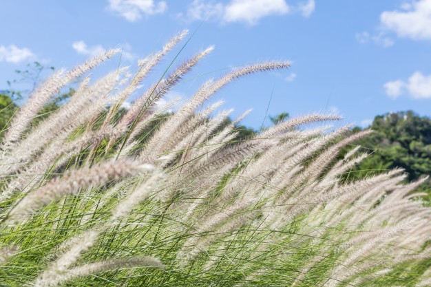 como plantar grama de junco