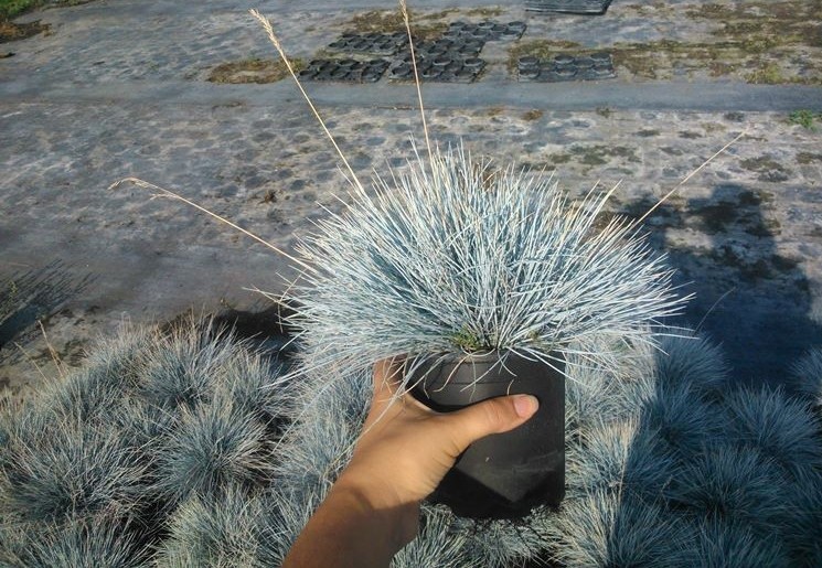 como plantar grama de veia azul