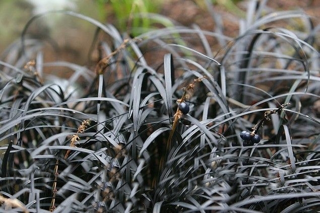 como plantar grama preta mondo