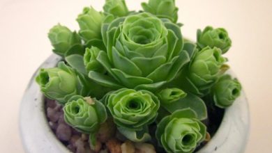 como plantar greenovia aurea