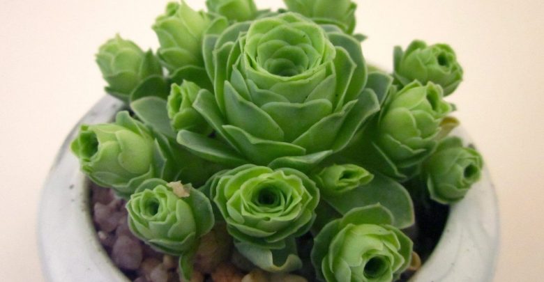 como plantar greenovia aurea