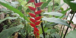 como plantar heliconia