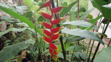 como plantar heliconia