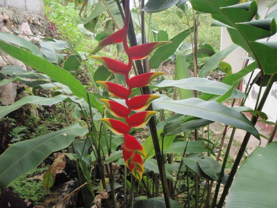 como plantar heliconia