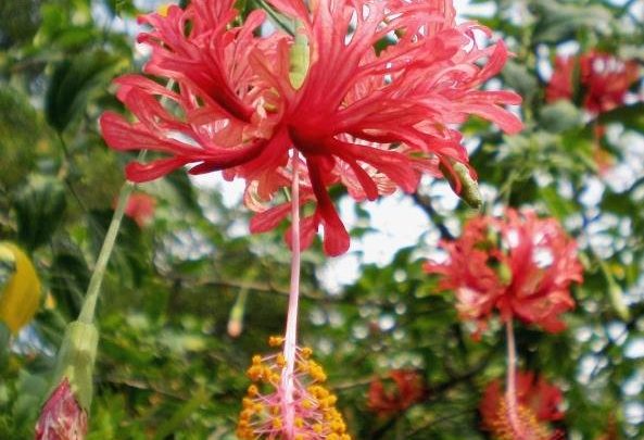 como plantar hibisco-crespo