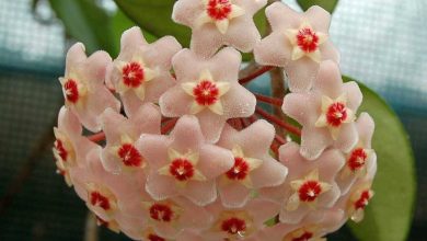 como plantar hoya carnosa