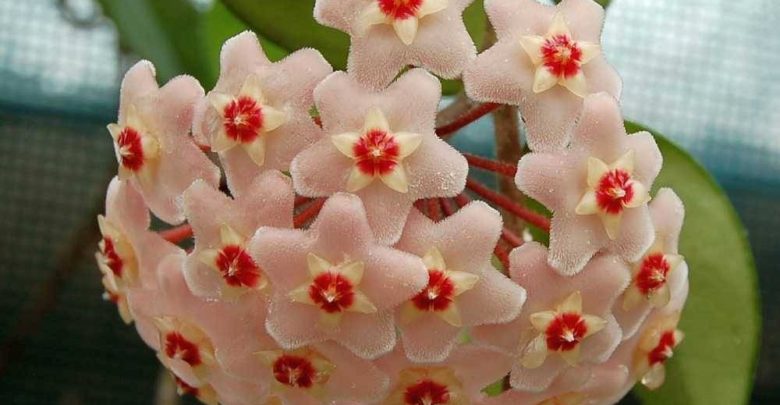 como plantar hoya carnosa