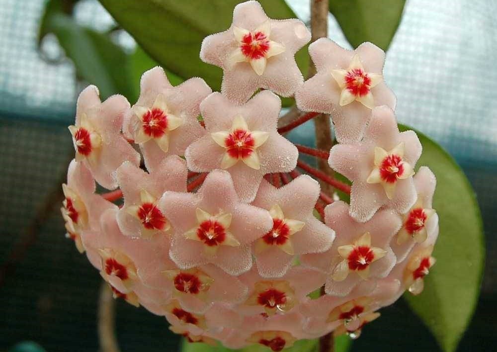 como plantar hoya carnosa