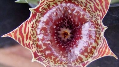 como plantar huernia