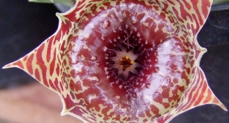 como plantar huernia