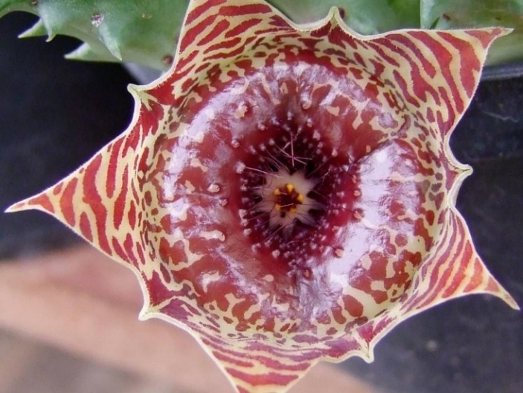 como plantar huernia