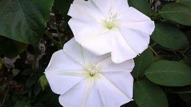 como plantar ipomeia branca