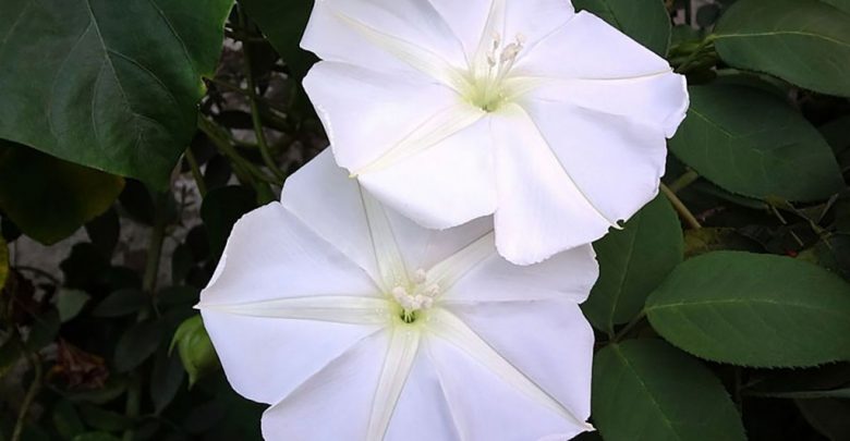como plantar ipomeia branca