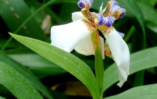 como plantar iris da praia
