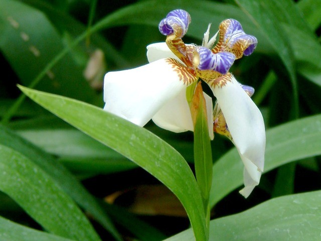 como plantar iris da praia