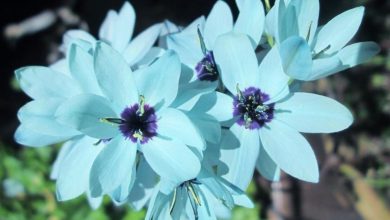 como plantar ixia turquesa