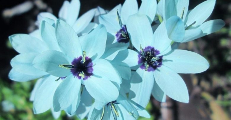 como plantar ixia turquesa