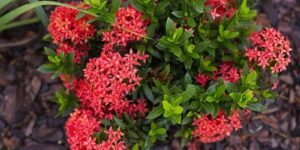 como plantar ixora