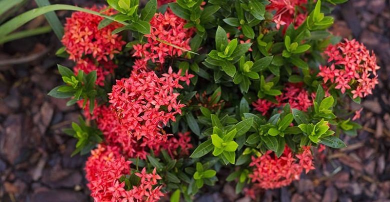 como plantar ixora