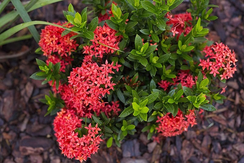 como plantar ixora