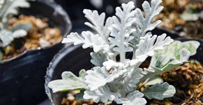 como plantar jacobaea maritima