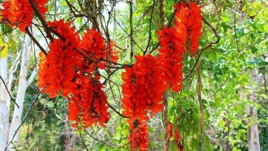 como plantar jade vermelha