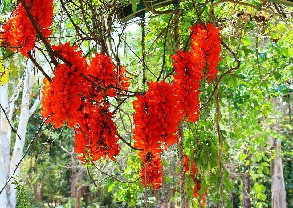 como plantar jade vermelha