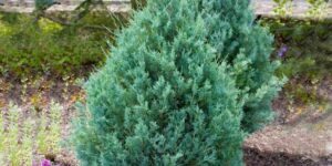 como plantar juniperus communis