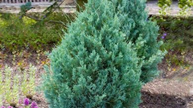 como plantar juniperus communis