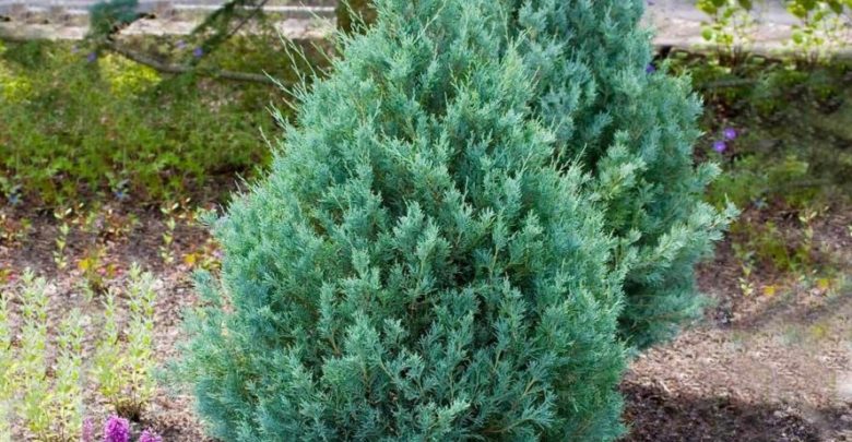 como plantar juniperus communis