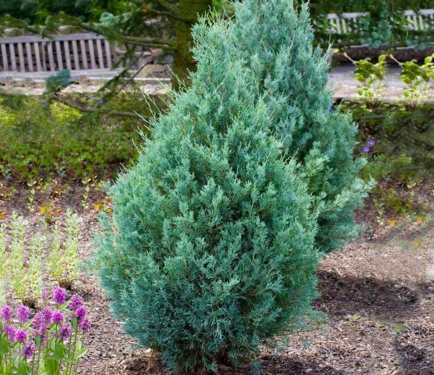 como plantar juniperus communis