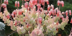 como plantar kalanchoe fedtschenkoi